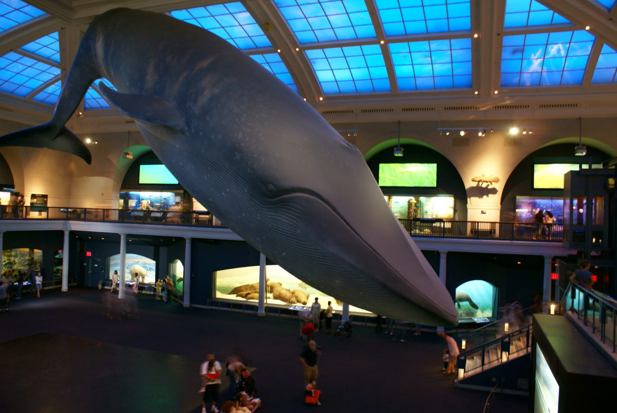 The American Museum of Natural History NYC Semi-Private Guided Tour