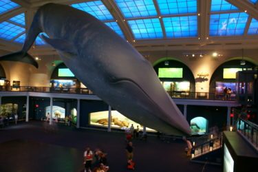 The American Museum of Natural History NYC Semi-Private Guided Tour