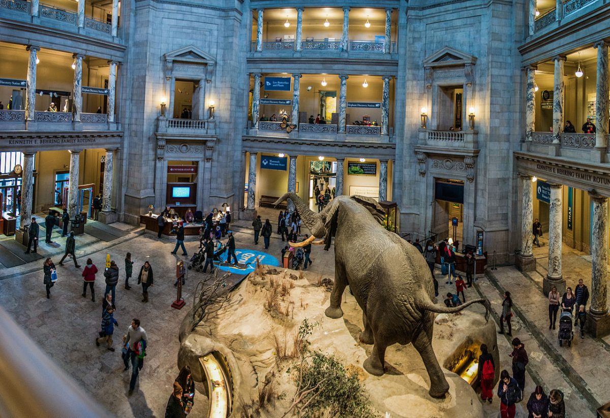 Smithsonian Natural History Museum Semi-Private Tour