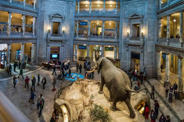 Smithsonian Natural History Museum & National Gallery of Art Combo Museum Tour